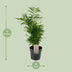 Chamaedorea Elegans Zwergpalme - Ø17cm Topf, 50cm hoch Bild 2