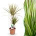 Drachenbaum Bicolor (Dracaena Marginata) - Pflegeleicht & Elegant Bild 1