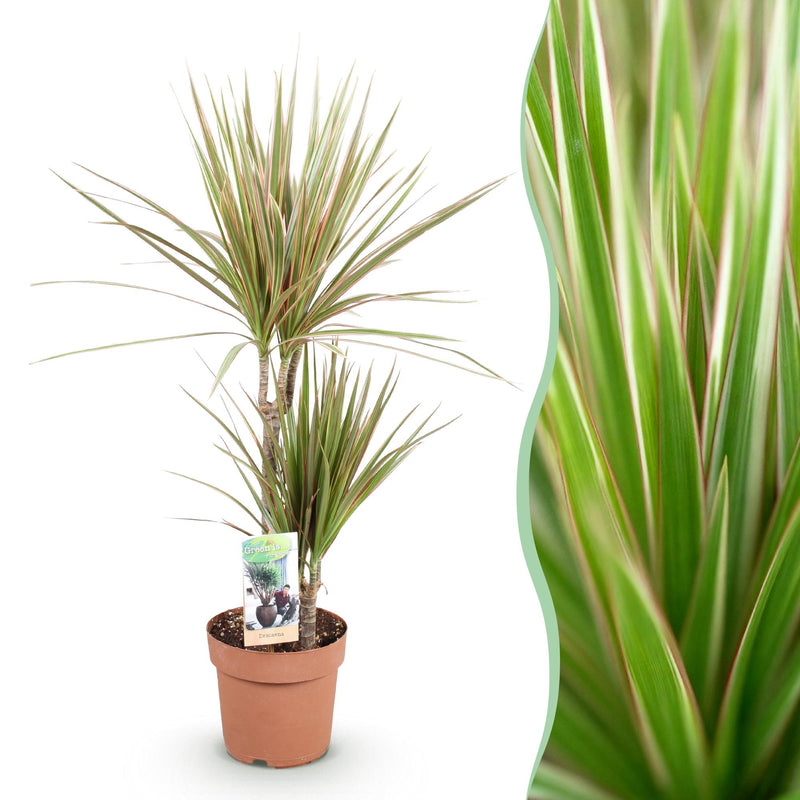 Drachenbaum Bicolor (Dracaena Marginata) - Pflegeleicht & Elegant