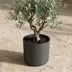 Elho B.for soft Topf Anthrazit, 18 cm Bild 4