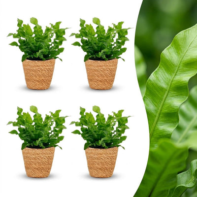 Green boutiQ - Asplenium Crispy Wave - Krauser Wellenfarn - 4 Pflanzen - mit Korb - Topf 12cm - Höhe - 30cm
