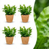 Green boutiQ - Asplenium Crispy Wave - Krauser Wellenfarn - 4 Pflanzen - mit Korb - Topf 12cm - Höhe - 30cm Bild 1