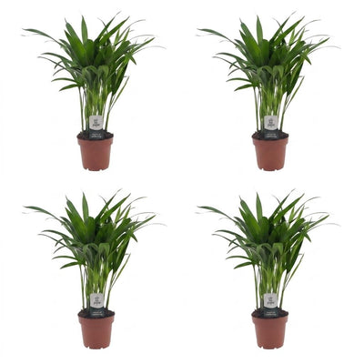 Green boutiQ - Areca Lutescens - Goldfruchtpalme - 4 Pflanzen - Topf 12cm - Höhe - 45cm