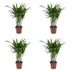 Green boutiQ - Areca Lutescens - Goldfruchtpalme - 4 Pflanzen - Topf 12cm - Höhe - 45cm Bild 2