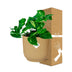 Epipremnum Pinnatum 'Aureum' im Topf ELHO Vibes Fold 14 cm gelb Bild 4