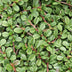 24x Cotoneaster 'Streib's Findling' - 10-25cm, Ø9cm Bild 6