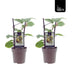 Actinidia Jenny Kiwi-Pflanze: Kompakt, selbstfruchtbar, 2 Stück Bild 2