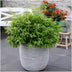 Gartenbambus Moontears Boobux winterhart 70 cm im 29 cm Topf Bild 5
