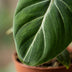 Green boutiQ - Philodendron Gloriosum - Gloriosum Philodendron - 4 Pflanzen - mit Weißem Topf - Topf 12cm - Höhe - 25cm Bild 4