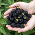 Dornenlose Brombeere 'Thornless Evergreen' - 6 Pflanzen im Topf Bild 5