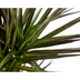 Dracaena Marginata Magenta Ø17cm - 50-70cm Bild 3