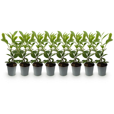 GreenboutiQ Kirschlorbeer Rotundifolia: 8 Heckenpflanzen (1m)