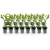 GreenboutiQ Kirschlorbeer Rotundifolia: 8 Heckenpflanzen (1m) Bild 2