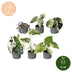 Baby Variegata Mix: 6 exotische Zimmerpflanzen im 6cm Topf Bild 5