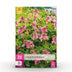 Corydalis Beth Evans Blumenzwiebeln: 20 Stück, Weiß & Lila, XXL Pack Bild 1
