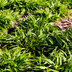 Wald-Hainsimse (Luzula sylvatica) 10-25cm im 9cm Topf Bild 6