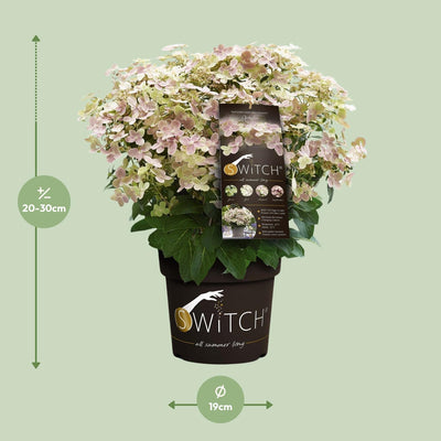 Hydrangea pan. '(S)witch Ophelia' Ø19cm - 25cm