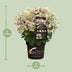 Hydrangea pan. '(S)witch Ophelia' Ø19cm - 25cm Bild 2