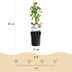 GreenboutiQ Kletterrose Rosa Tricolour, 3 Pflanzen, 40cm, 11cm Topf Bild 3