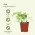 2x Epipremnum Aureum 'Golden Pothos' - 20cm Topf - pflegeleicht Bild 3