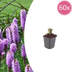 60x Liatris spicata Prachtscharte (10-25cm) Bild 1