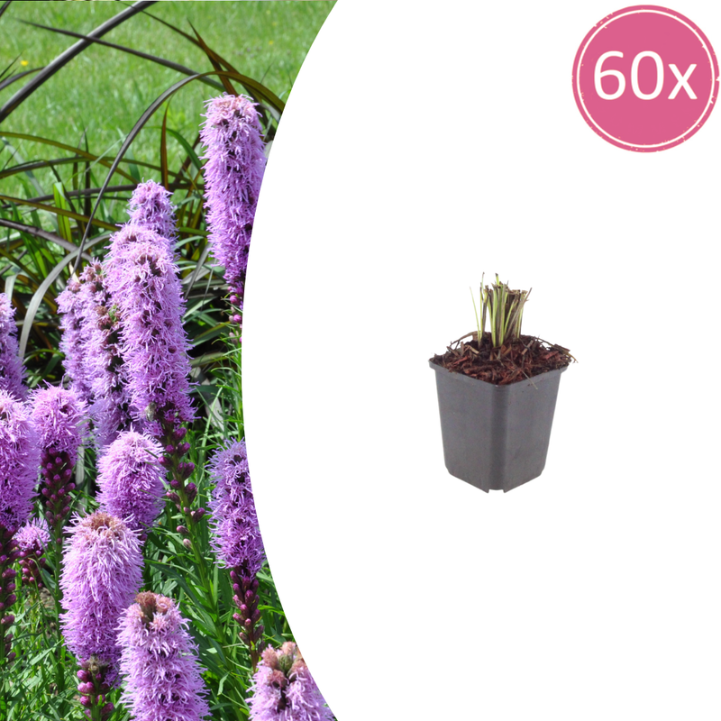 60x Liatris spicata Prachtscharte (10-25cm)
