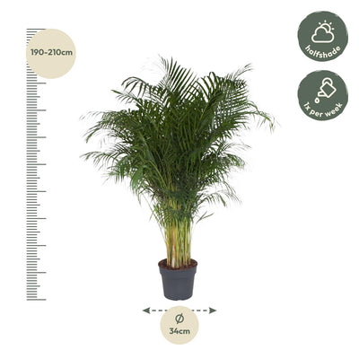 Dypsis Lutescens (Areca-Palme) - 200 cm, ø34 cm