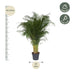 Dypsis Lutescens (Areca-Palme) - 200 cm, ø34 cm Bild 2