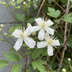 2x Clematis 'Marjorie' - Waldrebe - Rosa Blüten - Kletterpflanze Ø9cm Bild 3