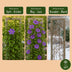 GreenboutiQ: Clematis 'The President' - 2 Purple Flowering Plants, Easy to Care For Bild 6