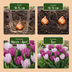 320x Tulpen Zwiebeln 'Prince Mix' - Frühjahrsblüher, Größe 11/16 Bild 4