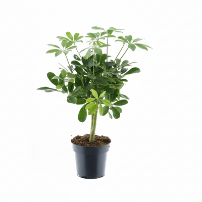 Schefflera Compacta Nora - Ø14cm - ↕50cm