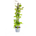 4x Kletterpflanzen Set: Rhodochiton, Cobea, Lathyrus, Ipomoea Ø13cm Bild 2
