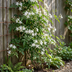 2x Echter Jasmin 'Mayleen' - Kletterpflanze im 9cm Topf, 35cm hoch Bild 4