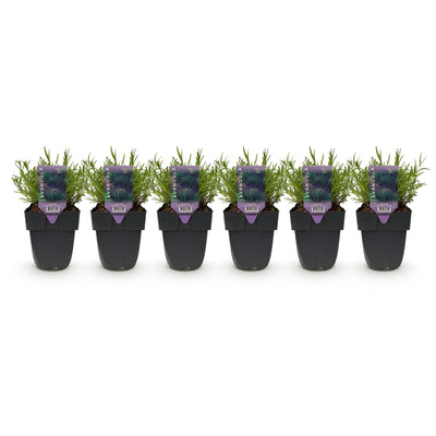 GreenboutiQ Lavendel 'Hidcote' - 6 Pflanzen für duftende Hecken