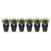 GreenboutiQ Lavendel 'Hidcote' - 6 Pflanzen für duftende Hecken Bild 2