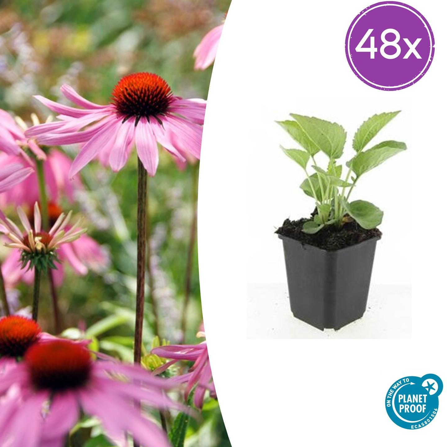 48x Echinacea p. 'Magnus' - ↕10-25cm - Ø9cm