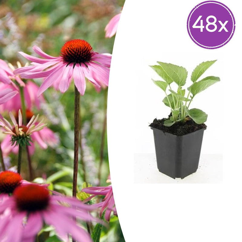 48x Purpur-Sonnenhut 'Magnus', 10-25cm, Ø9cm