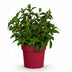 8x Panicle Hydrangea Groundbreaker Ruby in 14cm pot, winter hardy, red Bild 3