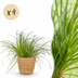 Green boutiQ: 4x Zyperngras 'Zumula' - Katzenfreundlich, Deko-Korb, 12cm Topf Bild 1