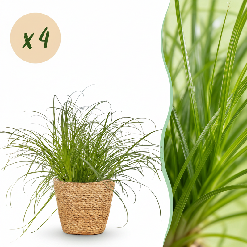 Green boutiQ: 4x Zyperngras 'Zumula' - Katzenfreundlich, Deko-Korb, 12cm Topf