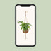 Monstera Minima Kokodama - Easy-care houseplant in a spherical pot Bild 5