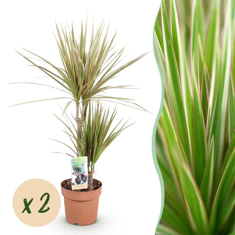 Green boutiQ - Zimmerpflanzen - Dracaena Marginata Bicolor - Drachenblutbaum - Wenig Pflege - Grün - Braun - 2 Pflanzen - Topf 17cm - Höhe 70-75cm