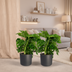 2x Monstera Monkey Leaf - Lochpflanze - 30cm - Ø12cm Topf Bild 5