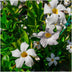 6 x Dipladenia white - Mandevilla white Ø12 cm - ↕25 cm Bild 2