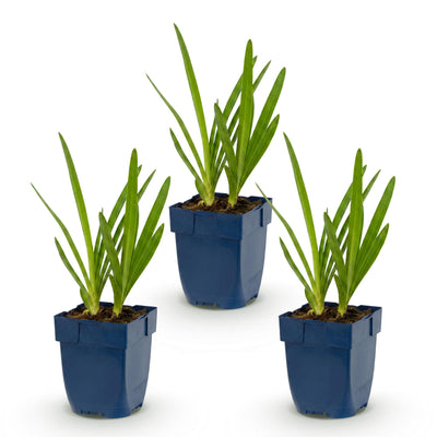 Green boutiQ - Perennial - Agapanthus africanus - African Lily - Bee and Butterfly Attractors - Blue - 3 Plants - Pot 11cm - Height 15-25cm