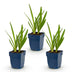 Green boutiQ - Perennial - Agapanthus africanus - African Lily - Bee and Butterfly Attractors - Blue - 3 Plants - Pot 11cm - Height 15-25cm Bild 2
