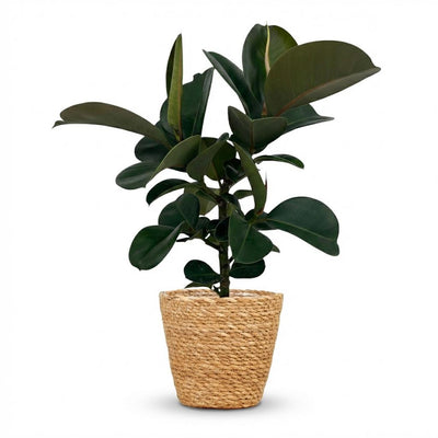 Gummibaum Ficus Elastica Cloe im Korb, pflegeleicht, 65cm