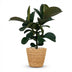 Gummibaum Ficus Elastica Cloe im Korb, pflegeleicht, 65cm Bild 2