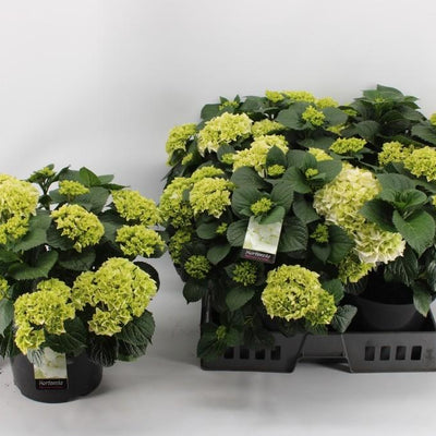 Hortensia Wit P23 - Ø23cm - ↕40cm - Atemberaubende Blüten